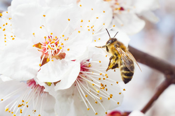 Bee pollens the flower of fruit tree spring - obrazy, fototapety, plakaty
