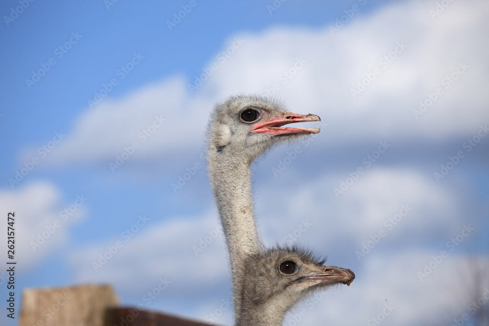 Wall mural two ostrich heads on a background of blue sky and white clouds