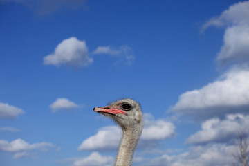 Ostrich head against the blue sky and white clouds