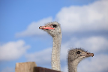 Two ostrich heads on a background of blue sky and white clouds