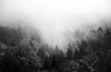 Fototapeta na wymiar Nebel im und über dem Herbstwald