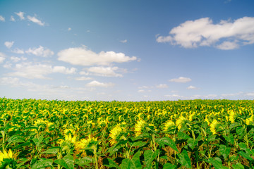 Fototapeta na wymiar Planting in field of sunflowers seen from above with blue sky
