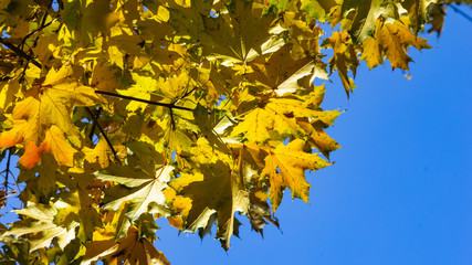 Leaves of Norway Maple, Acer platanoides, in autumn against sunlight with bokeh background, selective focus, shallow DOF