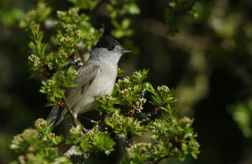 A stunning male Blackcap, Sylvia atricapilla, perched in a Hawthorn tree.