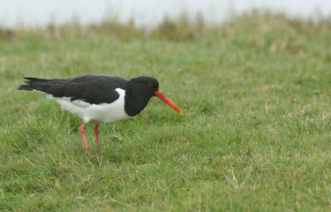 A pretty Oystercatcher, Haematopus ostralegus, serching for food in a field on a dark rainy day in...