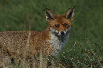 A magnificent wild Red Fox (Vulpes vulpes) hunting for food to eat in the long grass.