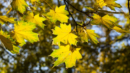 Leaves of Norway Maple, Acer platanoides, in autumn against sunlight with bokeh background, selective focus, shallow DOF