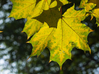 Leaves of Norway Maple, Acer platanoides, in autumn against sunlight with bokeh background, selective focus, shallow DOF