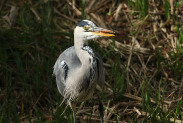 A hunting Grey Heron (Ardea cinerea).	