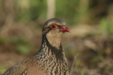 A head shot of a pretty Red-Legged Partridge, Alectoris rufa, searching for food in a field in the UK.	
