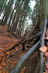 Laub im herbstlichen Buchenwald