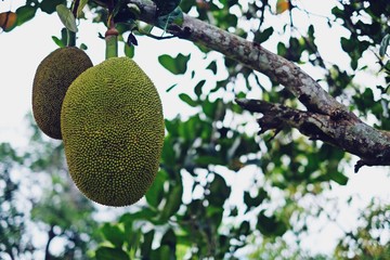 Fresh green jackfruit hanging on brunch tree in the graden.