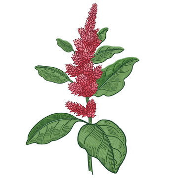 Medical plant amaranth. Color Vector illustration.