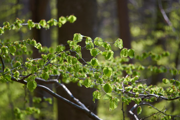 Buchenblätter in der Frühlingsonne