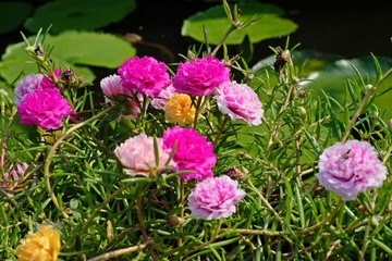 Beautiful Flower,portulaca grandiflora flowers,ten o'clock,sun rose or moss rose.