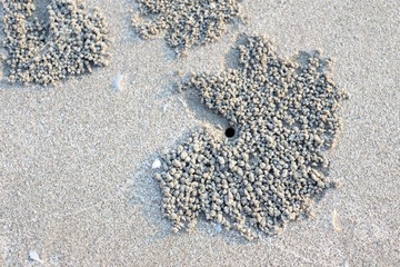 A pile of sand caused by crab digging hole on the beach.