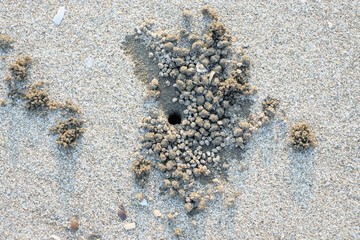 A pile of sand caused by crab digging hole on the beach.