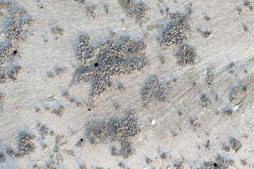 A pile of sand caused by crab digging hole on the beach.