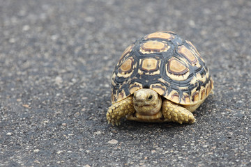 Leopardenschildkröte / Leopard Tortoise / Geochelone pardalis