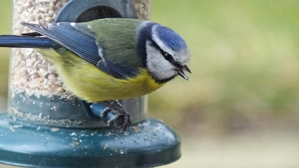 Blue Tit feeding from a Tube peanut seed Feederin UK