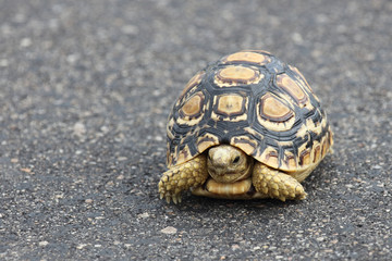 Leopardenschildkröte / Leopard Tortoise / Geochelone pardalis