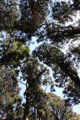 鬱蒼としたスギ林から見上げた空