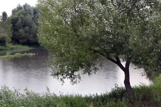 Landscape. River in the shade of a beautiful tree. Summer.