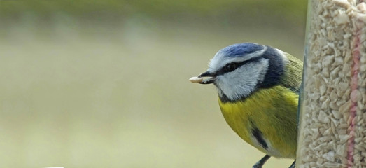 Blue Tit feeding from a Tube peanut seed Feederin UK