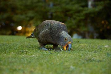 ニュージーランド　ケア