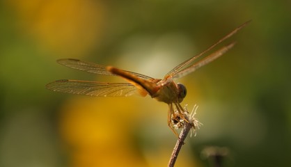 dragonfly on a leaf