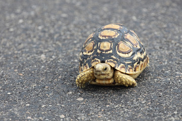 Leopardenschildkröte / Leopard Tortoise / Geochelone pardalis