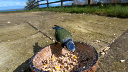 Blue Tit feeding from Insect Coconut Suet Shells in UK