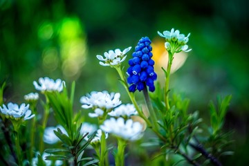 kolorowy wiosenny ogród z szafirkiem © Henryk Niestrój
