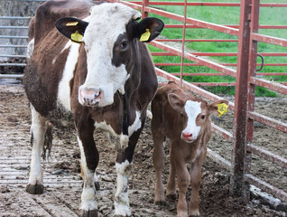 Brown cow and her brown calf in Ireland on concrete slats with gates into a field