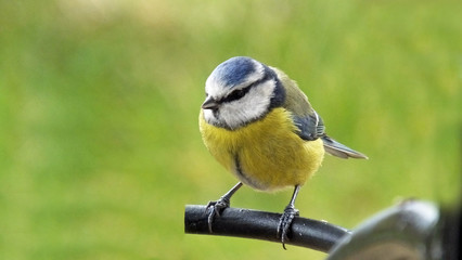 Blue Tit on a gate in the UK