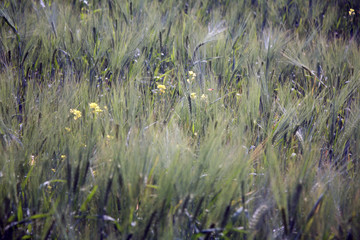 Landscape. A field where oats grow. Wallpaper