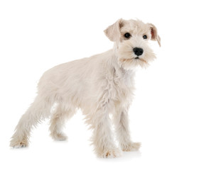 puppy white miniature schnauzer
