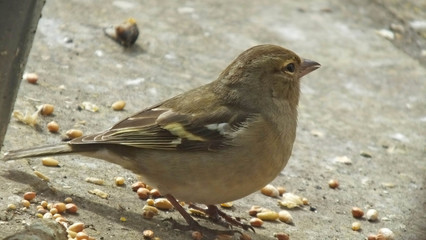 Common Female chaffinch feeding from the ground