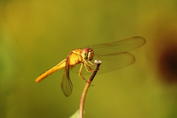 dragonfly on a leaf