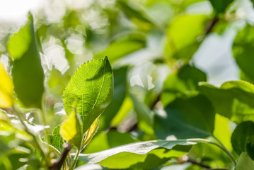 Green plants in daylight.