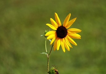 bee on yellow flower