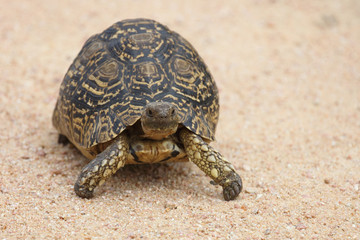 Leopardenschildkröte / Leopard Tortoise / Geochelone pardalis