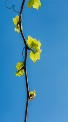 grape vine with young leaves against the blue sky