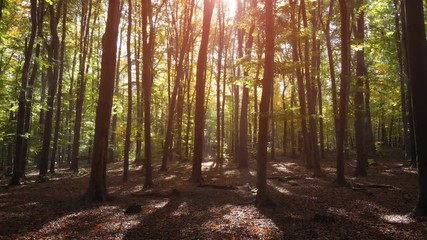 wilderness trail through a Ukrainian forest in the Autumn