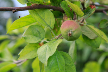 Fruit of immature apple on the branch of tree.