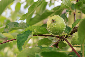 Fruit of immature apple on the branch of tree.