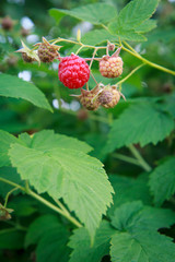 Ripe and unripe raspberries in the garden