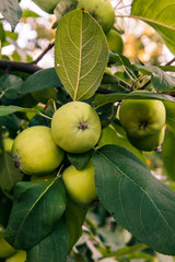 Fruits of immature apples on the branch of tree.