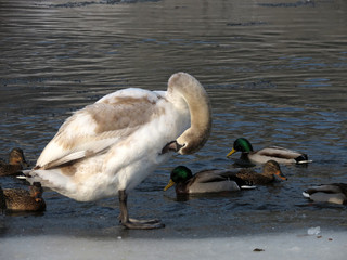 canadian geese in the water