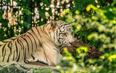 White tiger lying still in the background, blurred bokeh